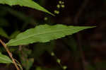 Wreath goldenrod